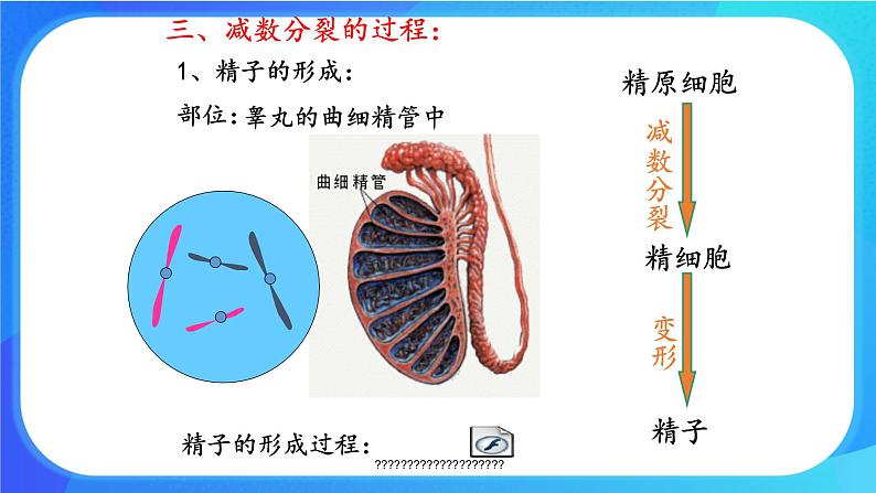 浙科版高中生物必修二：染色体通过配子传递给后代课件+学案+教案08