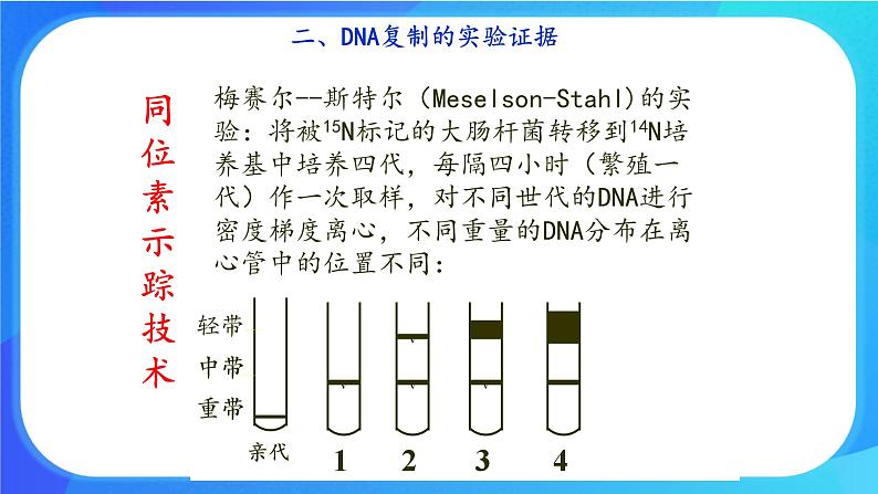 浙科版高中生物必修二：DNA通过复制传递遗传信息课件+学案+教案08