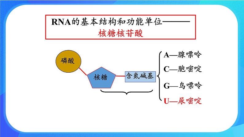 浙科版高中生物必修二：基因控制蛋白质合成课件+学案+教案08