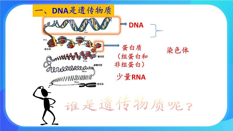 浙科版高中生物必修二：核酸是遗传物质课件+学案+教案03