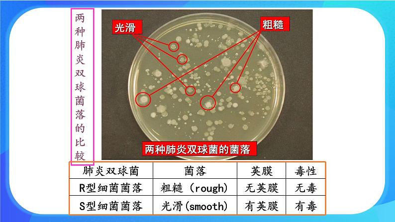 浙科版高中生物必修二：核酸是遗传物质课件+学案+教案04