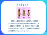 浙科版高中生物必修二：生物体存在表观遗传现象课件+学案+教案