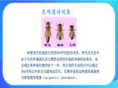 浙科版高中生物必修二：生物体存在表观遗传现象课件+学案+教案