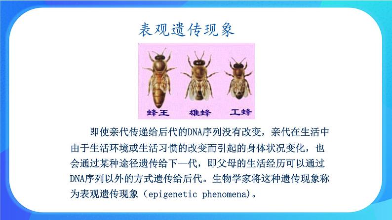 (课件)生物体存在表观遗传现象.ppt第3页