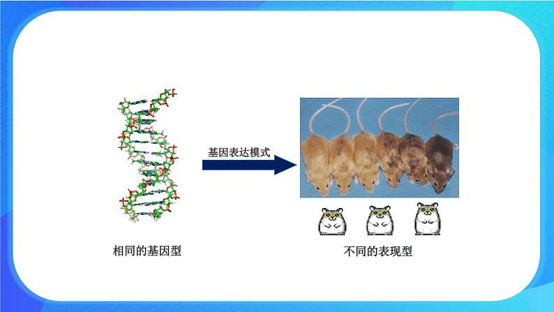 (课件)生物体存在表观遗传现象.ppt第8页