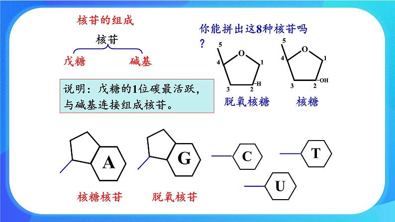 浙科版高中生物必修二：遗传信息编码在DNA分子上课件+学案+教案05