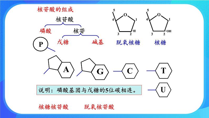 浙科版高中生物必修二：遗传信息编码在DNA分子上课件+学案+教案06