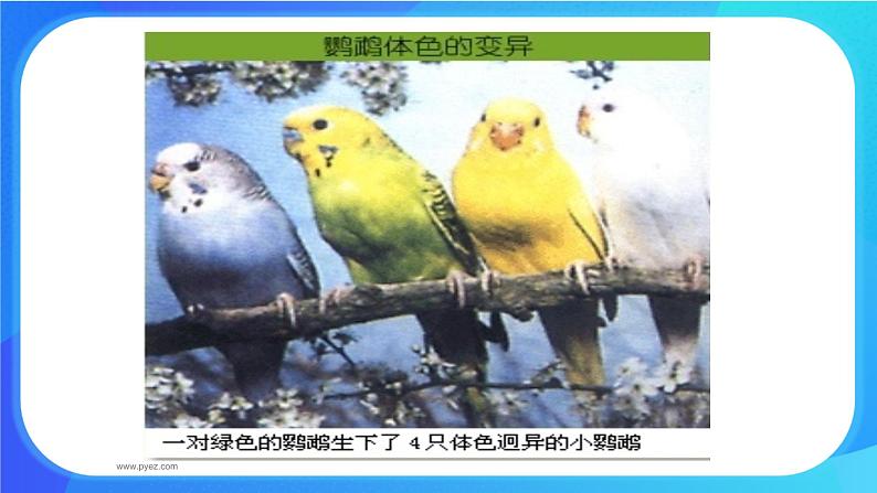 浙科版高中生物必修二：基因重组使子代出现变异课件+学案+教案02