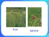 浙科版高中生物必修二：基因重组使子代出现变异课件+学案+教案