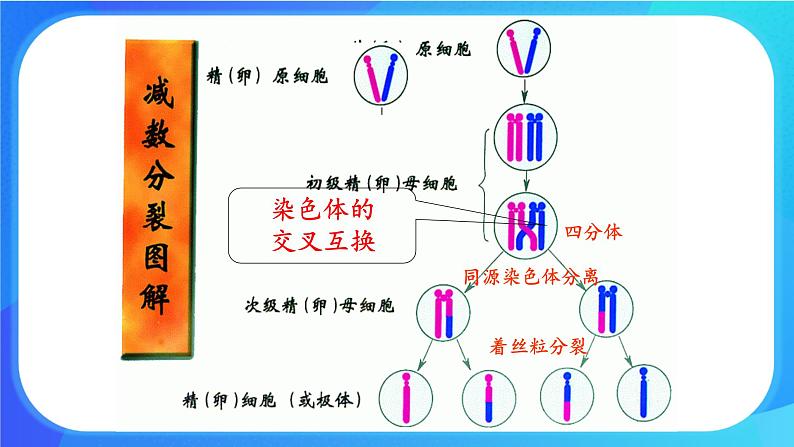 浙科版高中生物必修二：基因重组使子代出现变异课件+学案+教案07