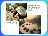 浙科版高中生物必修二：丰富多样的物种来自共同祖先课件+学案+教案