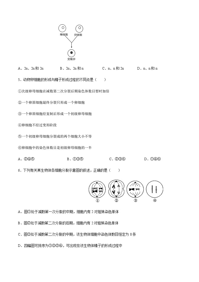 高中生物第二册 2 12 减数分裂和受精作用 练习（无答案）第2页