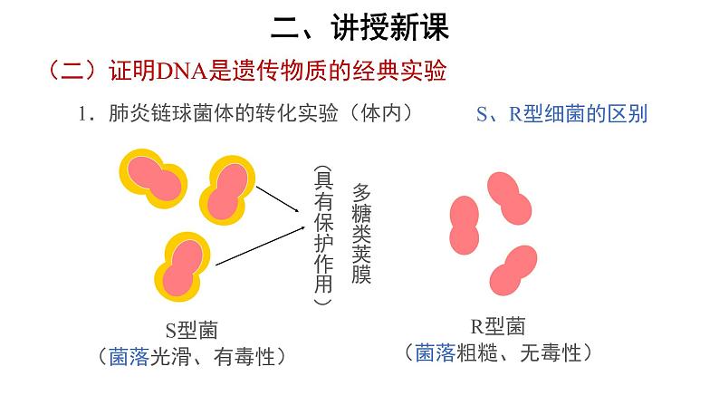 高中生物第二册 (教学课件)第1节 DNA是主要的遗传物质 示范课件第6页