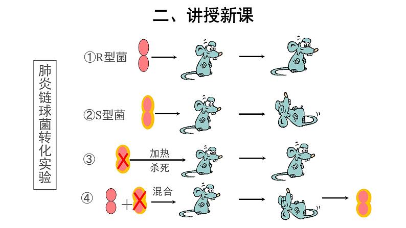 高中生物第二册 (教学课件)第1节 DNA是主要的遗传物质 示范课件第8页