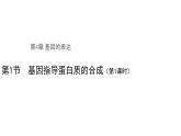 高中生物第二册 (教学课件)第1节 基因指导蛋白质的合成 第1课时 示范课件29