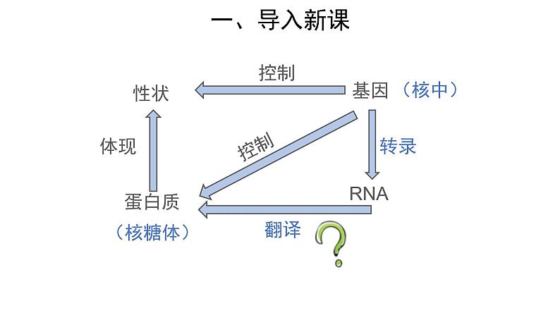 高中生物第二册 (教学课件)第1节 基因指导蛋白质的合成 第2课时 示范课件32第2页