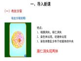 高中生物第二册 (教学课件)第1节 减数分裂和受精作用 第1课时 示范课件49
