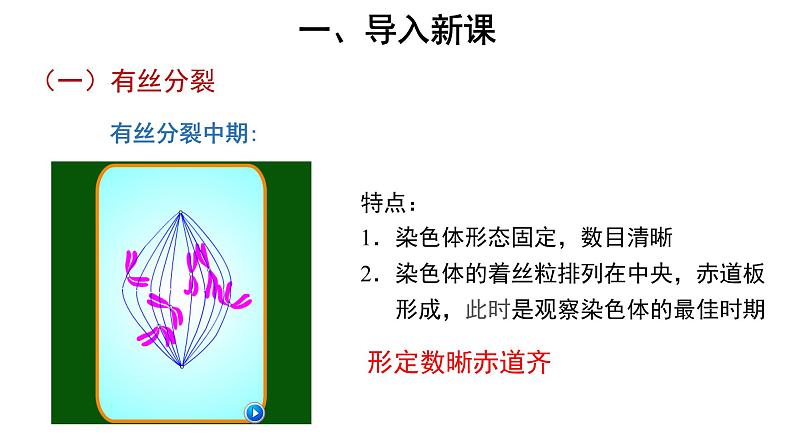 高中生物第二册 (教学课件)第1节 减数分裂和受精作用 第1课时 示范课件4904