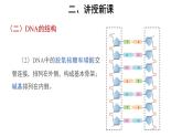 高中生物第二册 (教学课件)第2节 DNA的结构 第2课时 示范课件