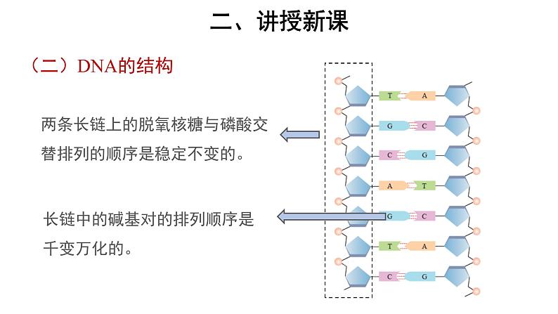 高中生物第二册 (教学课件)第2节 DNA的结构 第2课时 示范课件07