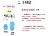 高中生物第二册 (教学课件)第2节 基因在染色体上 示范课件27