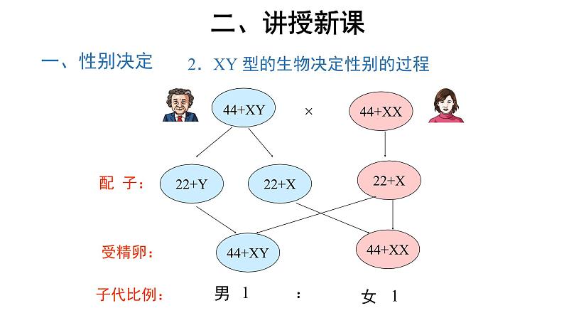 高中生物第二册 (教学课件)第3节 伴性遗传 示范课件40第5页