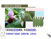 高中生物第二册 1 1 1 孟德尔的豌豆杂交实验（一） 课件-遗传与进化