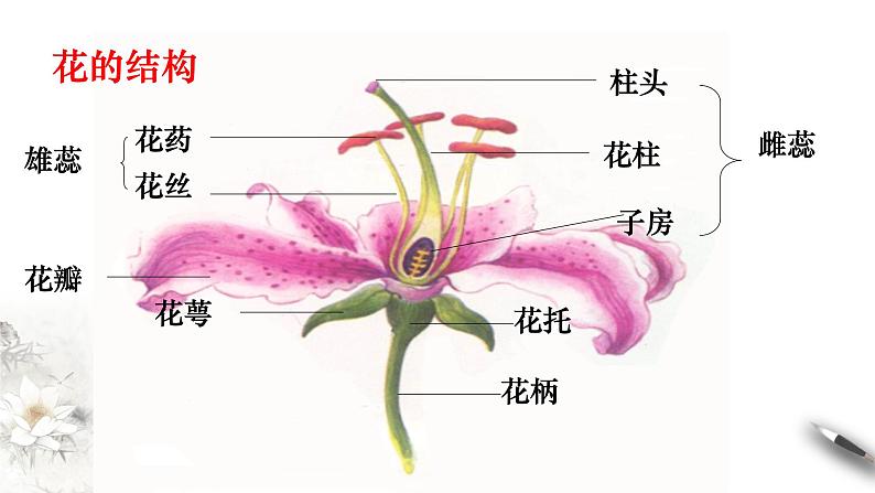 高中生物第二册 1 1 1 孟德尔的豌豆杂交实验（一） 课件-遗传与进化第5页