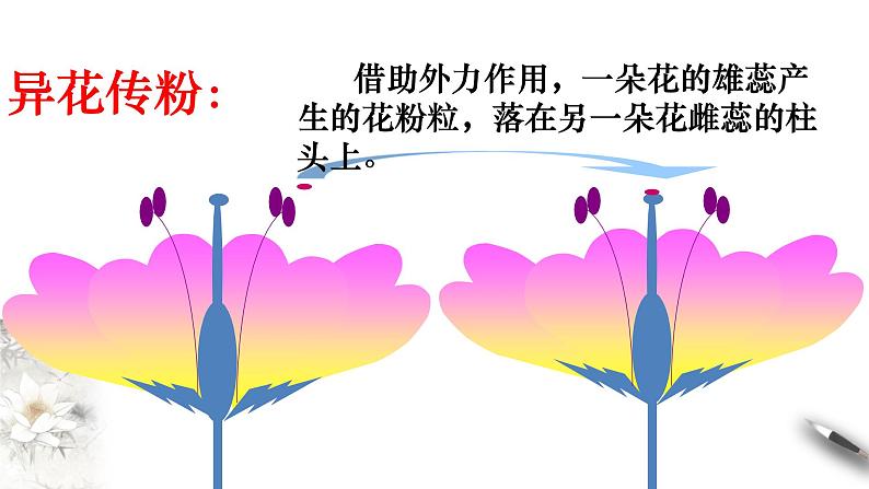 高中生物第二册 1 1 1 孟德尔的豌豆杂交实验（一） 课件-遗传与进化第7页