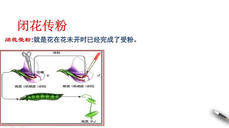 高中生物第二册 1 1 1 孟德尔的豌豆杂交实验（一） 课件-遗传与进化第8页