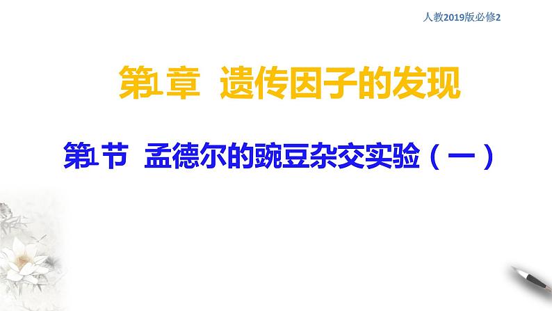 高中生物第二册 1 1 1 孟德尔的豌豆杂交实验（一） 课件-遗传与进化第1页