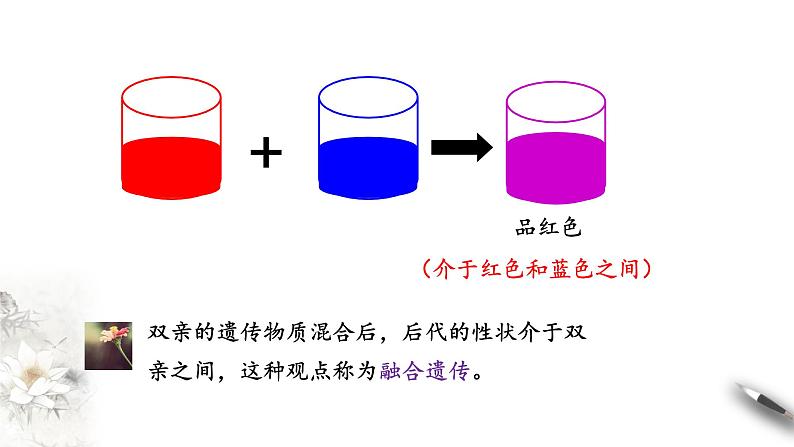 高中生物第二册 1 1 1 孟德尔的豌豆杂交实验（一） 课件-遗传与进化第3页