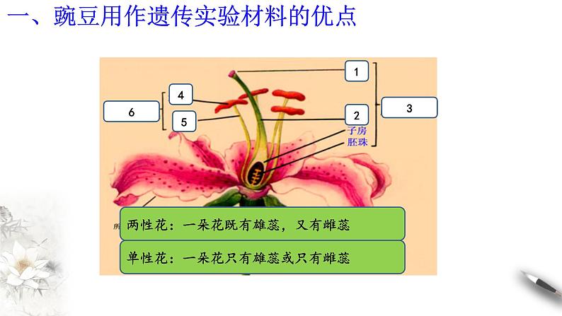 高中生物第二册 1 1 1 孟德尔的豌豆杂交实验（一） 课件-遗传与进化第7页