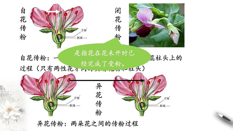 高中生物第二册 1 1 1 孟德尔的豌豆杂交实验（一） 课件-遗传与进化第8页