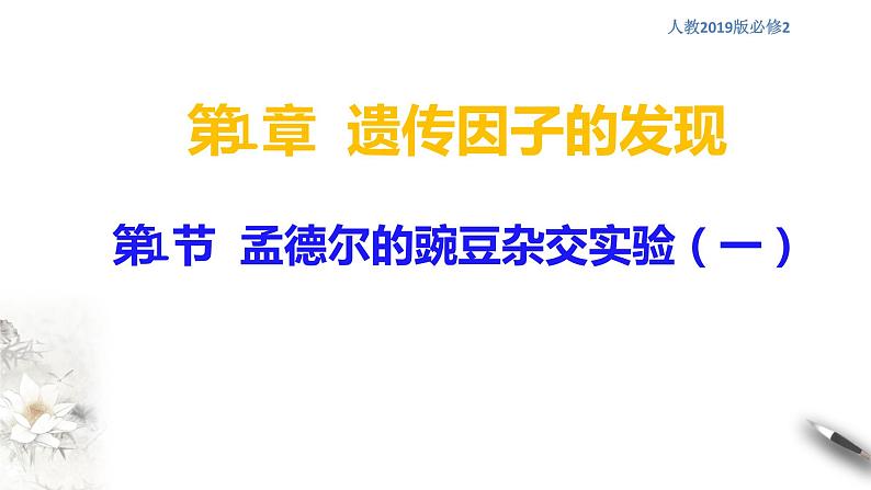 高中生物第二册 1 1 2 孟德尔的豌豆杂交实验（一） 课件-遗传与进化第1页