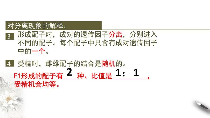 高中生物第二册 1 1 2 孟德尔的豌豆杂交实验（一） 课件-遗传与进化第4页