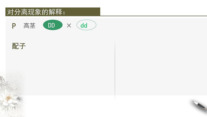 高中生物第二册 1 1 2 孟德尔的豌豆杂交实验（一） 课件-遗传与进化第6页