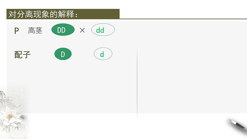 高中生物第二册 1 1 2 孟德尔的豌豆杂交实验（一） 课件-遗传与进化第7页