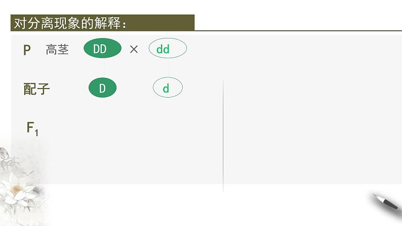 高中生物第二册 1 1 2 孟德尔的豌豆杂交实验（一） 课件-遗传与进化第8页