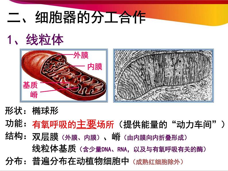 高中生物第一册 第3章《本章综合与测试》名师优质课课件03