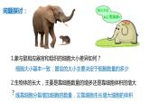 高中生物第一册 6 1细胞的增殖 课件