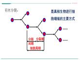 高中生物第一册 6 1细胞的增殖（第一课时）课件PPT