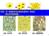 高中生物第一册 6 2 细胞的分化 课件