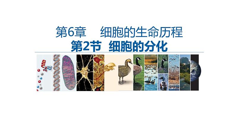 高中生物第一册 6 2细胞的分化 课件第1页