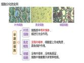 高中生物第一册 6 2细胞的分化 课件