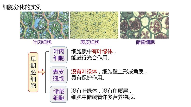 高中生物第一册 6 2细胞的分化 课件第4页