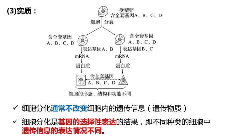 高中生物第一册 6 2细胞的分化 课件第6页