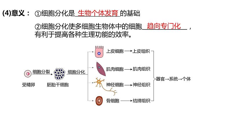 高中生物第一册 6 2细胞的分化 课件第8页