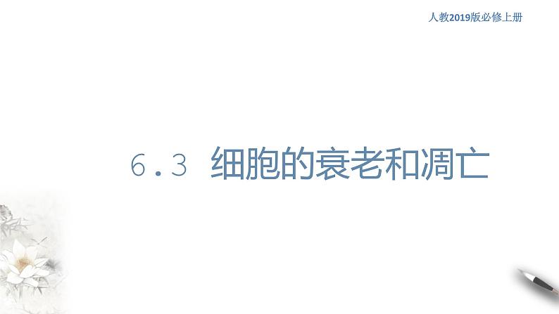 高中生物第一册 6 3 细胞的衰老和死亡 课件第1页