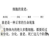 高中生物第一册 6 3 细胞的衰老和死亡 课件